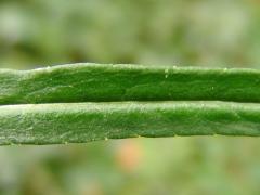 leaf, enlarged image